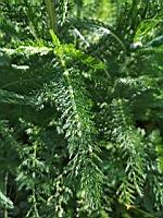 Achillee millefeuilles (prise vers Douai, Nord)(2)